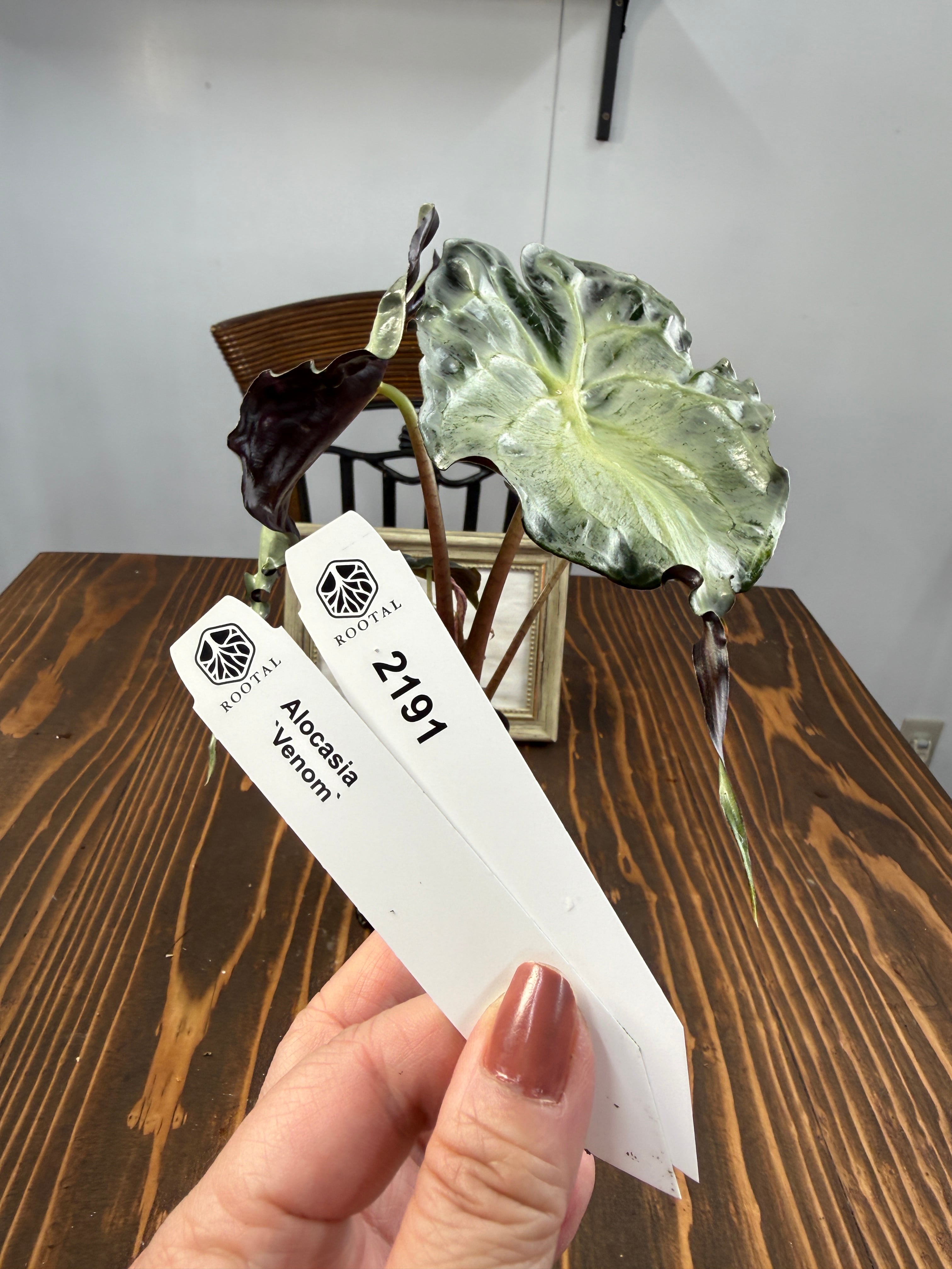 ★2191【風格漂う希少種】アロカシア ヴェノム(2.5号ロング硬質ポット)※送料無料(一部除く)