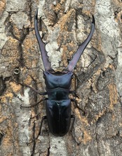 【美麗】《メタリフェルホソアカ 78mm ペア》わたくわ氏ブリード個体