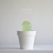 clear cactus オベサ