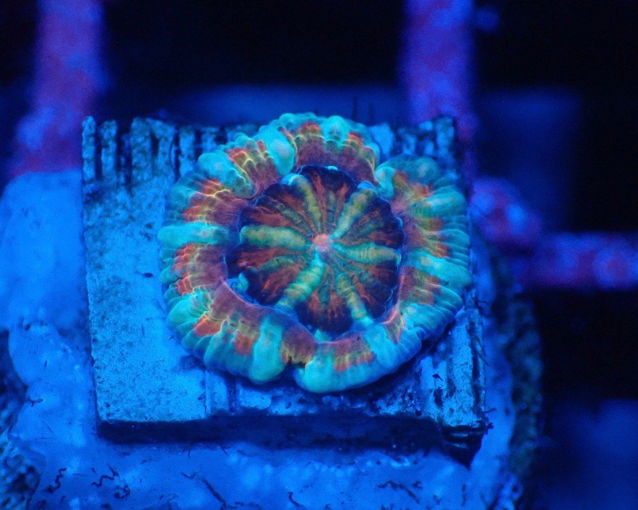 Loadhowensis Baby "PremiumRainbow" 6