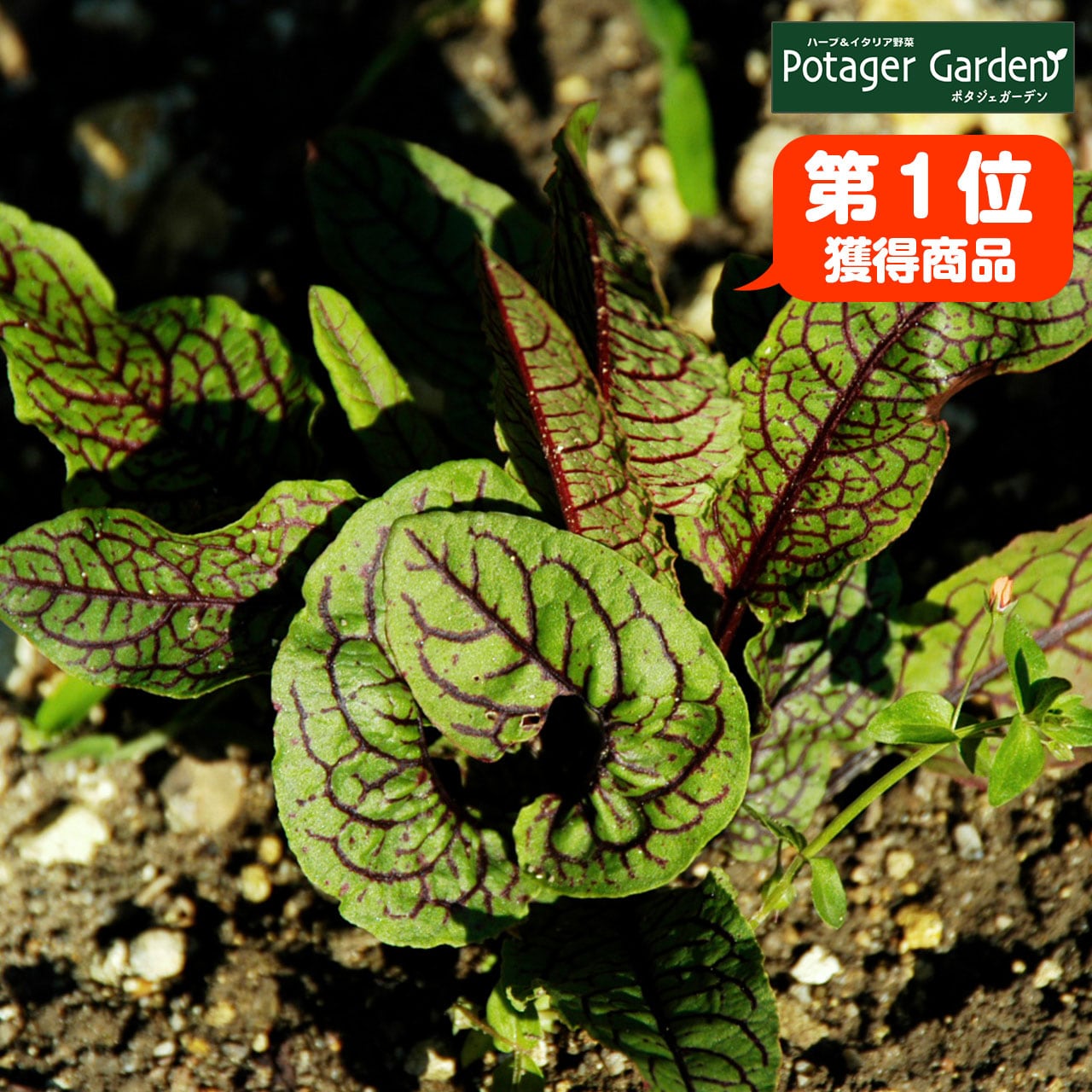 ハーブ 苗 ルメックス レッドソレル | ハーブ苗のポタジェガーデン 本店