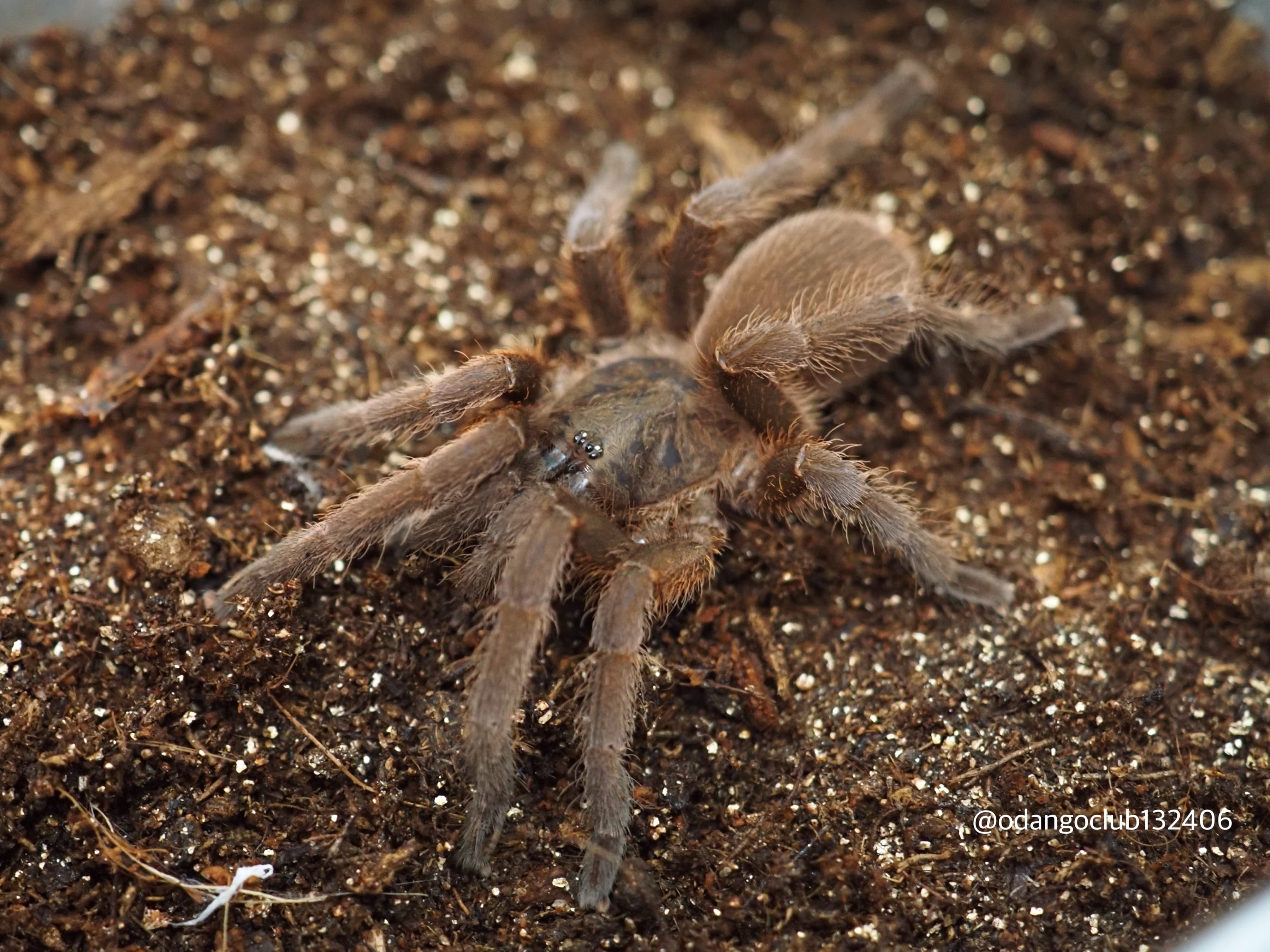 ベトナムシルバータランチュラ（ベビーから少し育った2〜3cmサイズ） ベトナムシルバー/Ornithoctoninae sp.Vietnam Silverの飼育方法