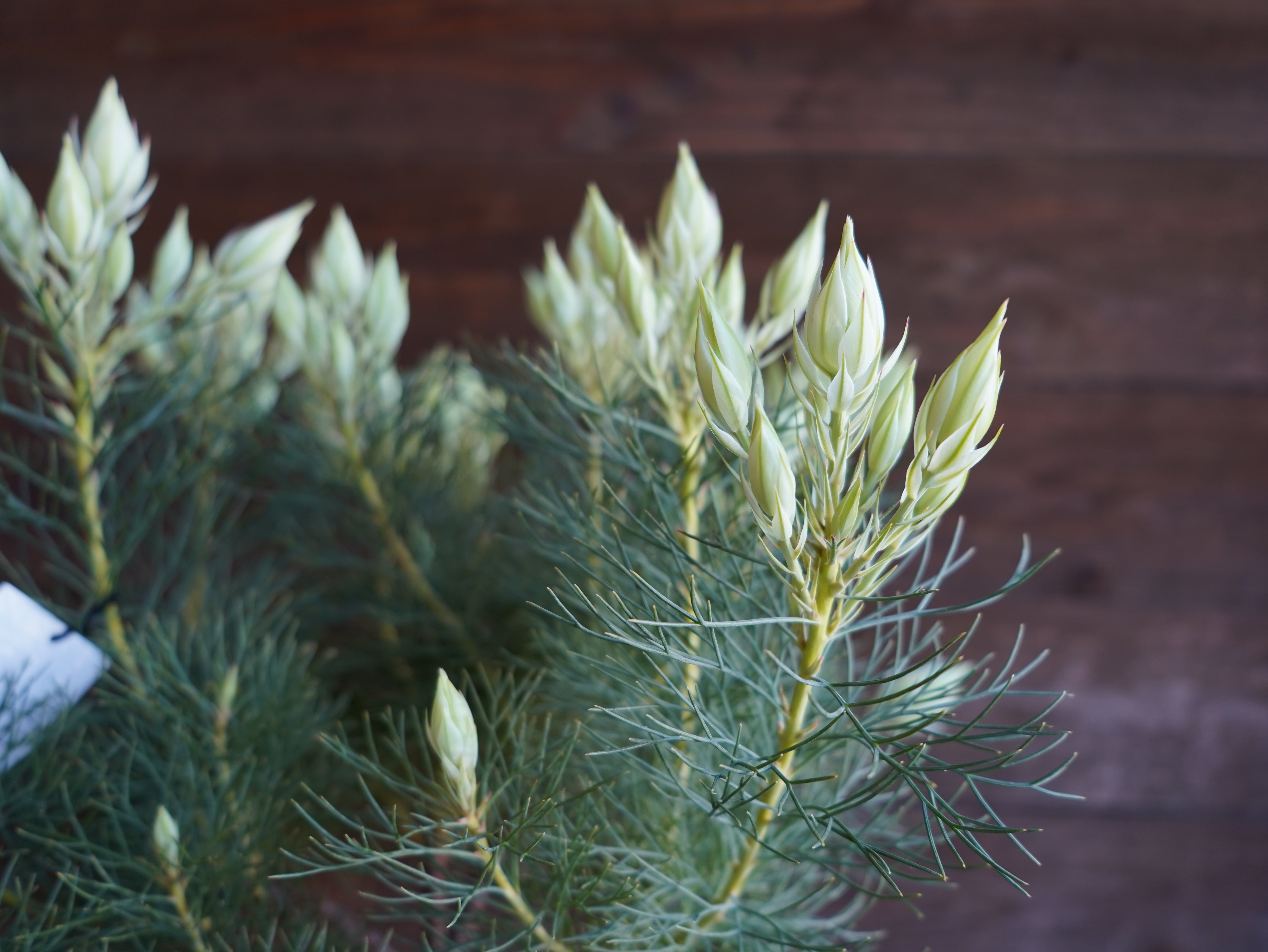 【現物】セルリア　”ブラッシングブライト”