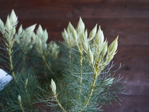 【現物】セルリア ”ブラッシングブライト”