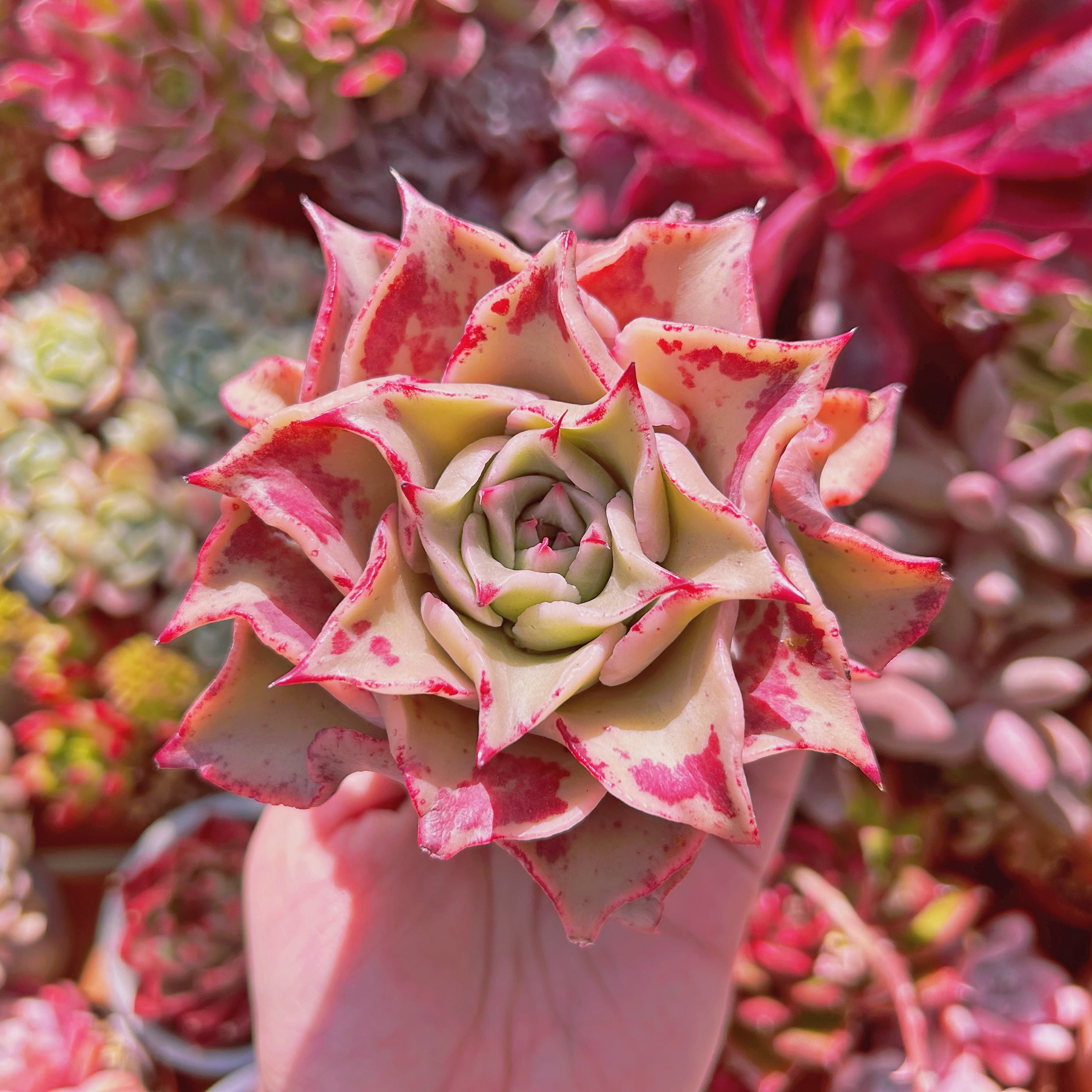 再入荷　多肉植物　血斑マディバ　優選　大苗