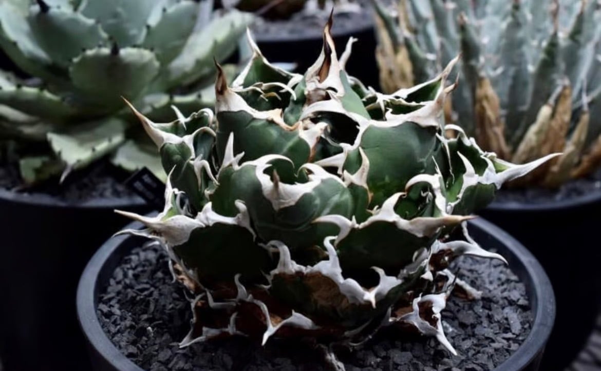 新着】Agave titanota BAKEMONO ORIGINAL【新潟産アガベ の最高峰の