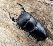 【WF1】《カツラオオクワガタ ssp. 四川省産 39mm A'品ペア》