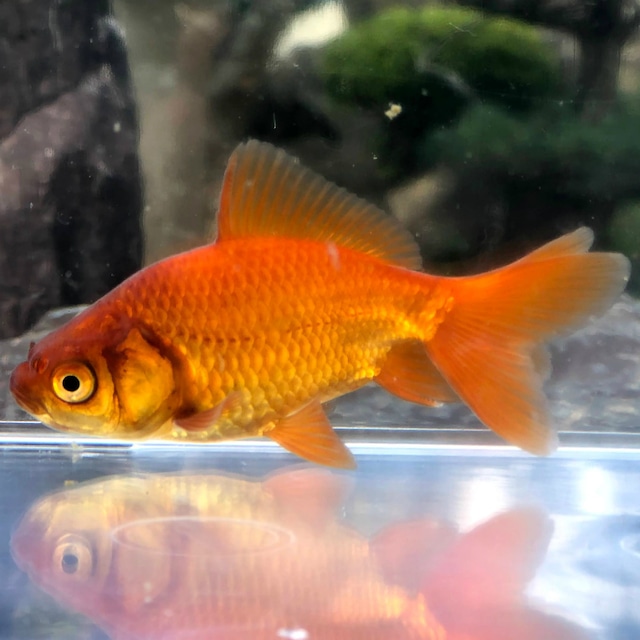 （金魚）国産　茶和金　江戸川産（1匹）【生体】