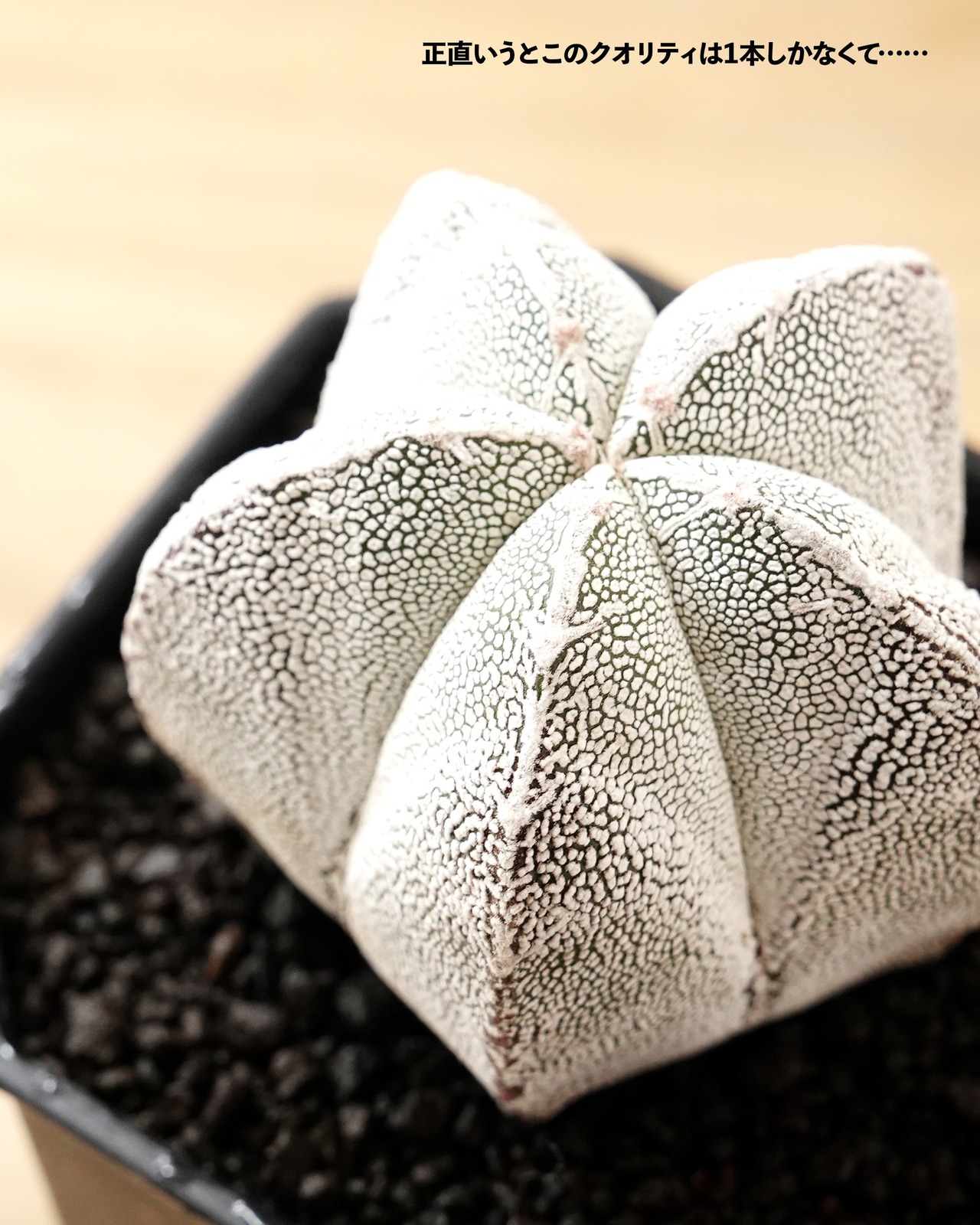 一部発根済カット苗 恩塚鸞鳳玉 S Astrophytum myriostigma 'Onzuka'