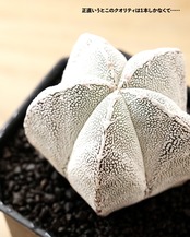 一部発根済カット苗 恩塚鸞鳳玉 S Astrophytum myriostigma 'Onzuka'