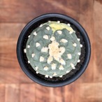 Lophophora diffusa variegata【ロフォフォラ・翠冠玉錦】
