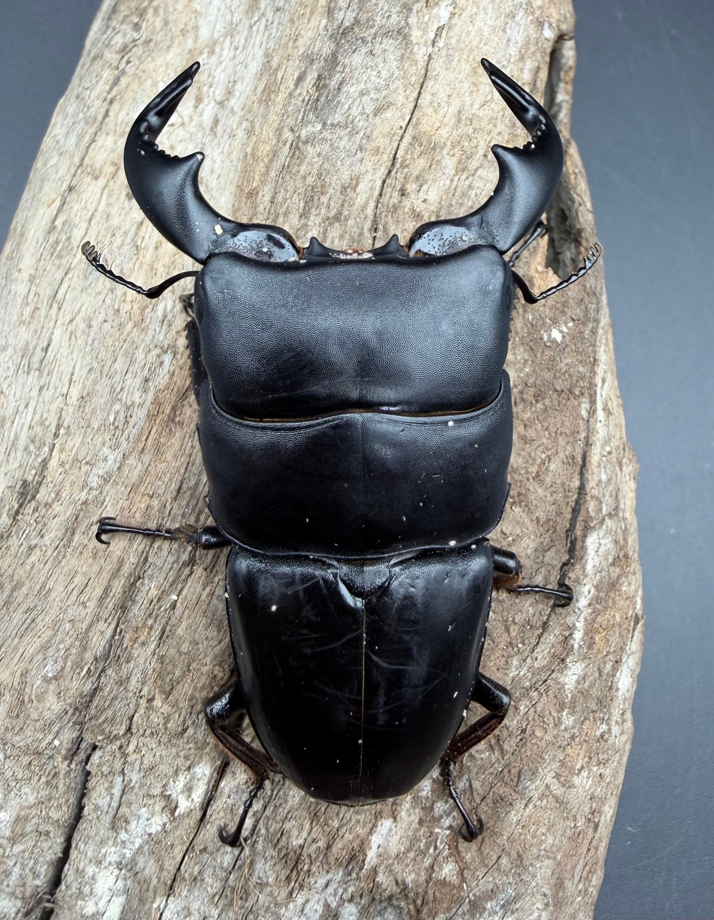 WD】《ダイオウヒラタ アルゴプーロ産 80mm ペア》 | KPW公式