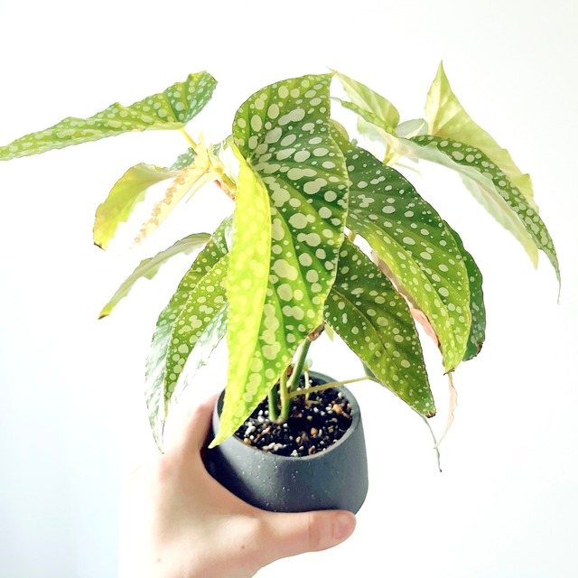 ベゴニア ホワイトアイス 陶器鉢 受皿付 個性的ドット 観葉植物 calm cafe