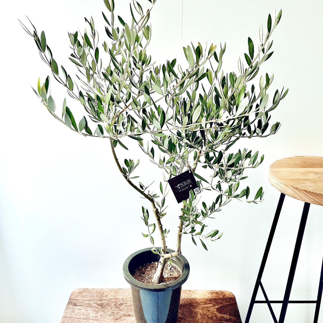 ◎一点もの 創樹 SOUJU オリーブ ピクアル 観葉植物 calm cafe