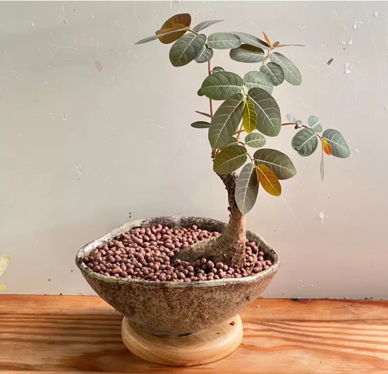 d4972732b35d58f9b848b81d1122c8