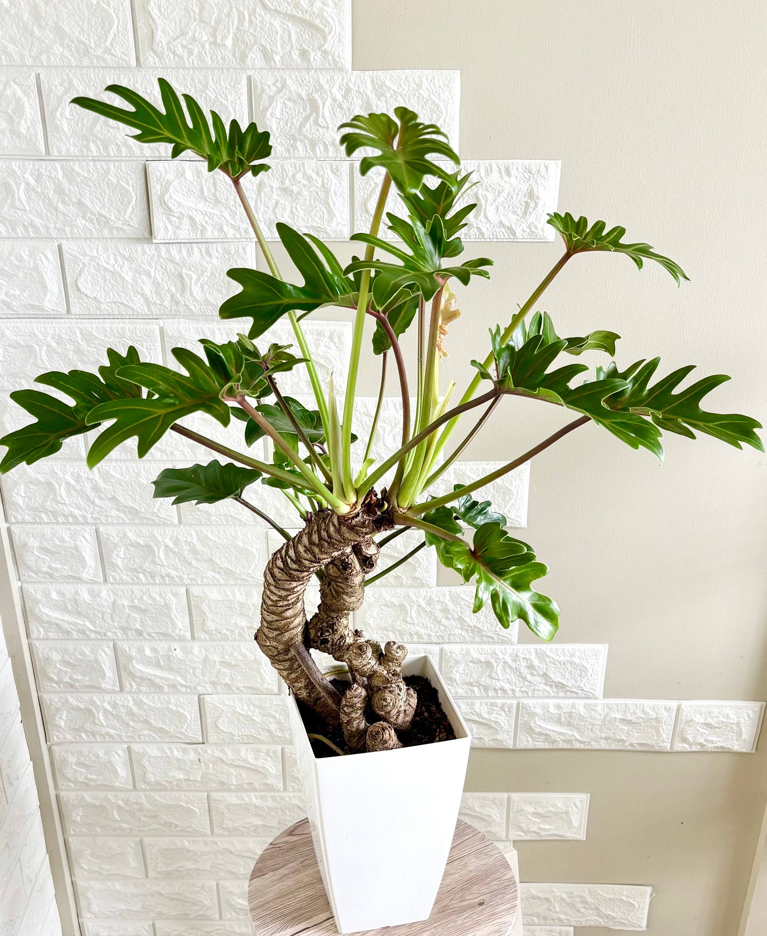 現品】フィロデンドロン クッカバラ 幹立ち 観葉植物 | 観葉植物のお店