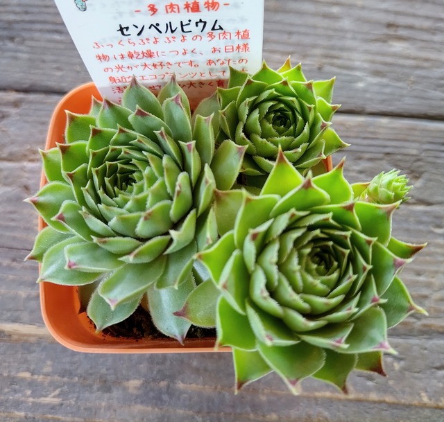 センペルビューム Rupo 多肉植物専門店 センペルビューム Rupo 多肉植物専門店