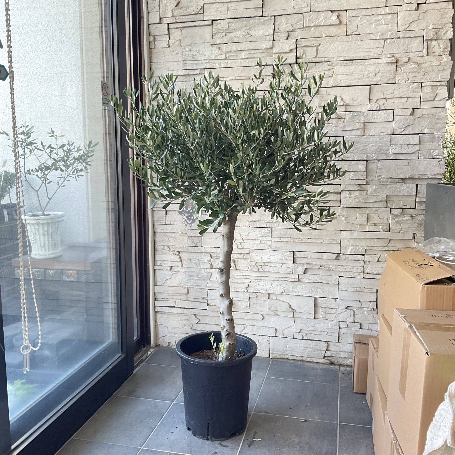 Souju オリーブ　【シプレッシーノ】　スタンド仕立て　9号　陶器鉢　植え込み 厳選樹形！ オリーブの木 シプレッシーノ（チプレッシーノ） souju 常緑樹