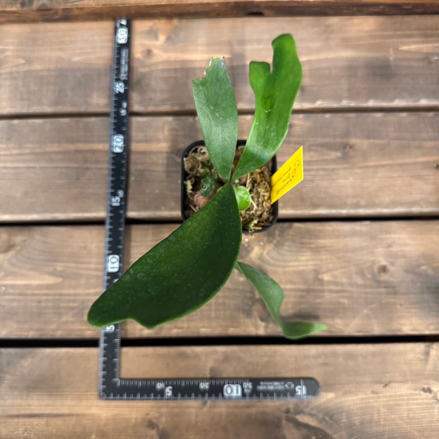 ビカクシダ Platycerium Moose(hillii × alcicorne)【357