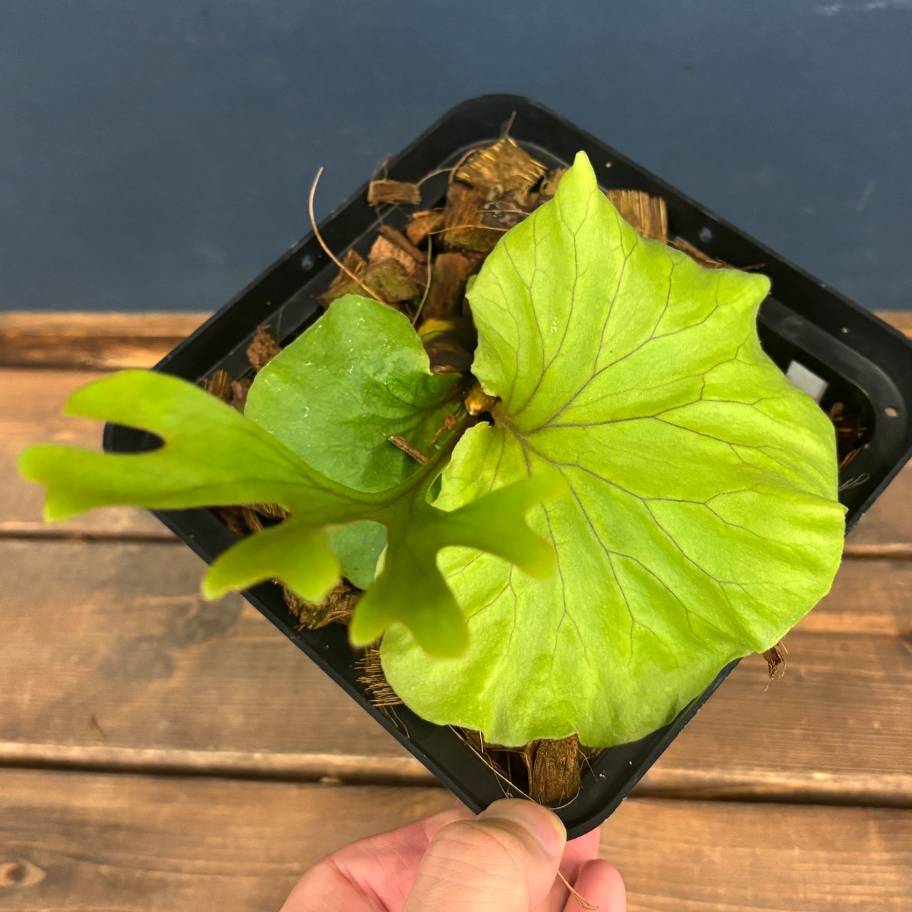 ビカクシダ　リドレイ優良実生　P.ridleyi Sebangau Kuala, Borneo【358】