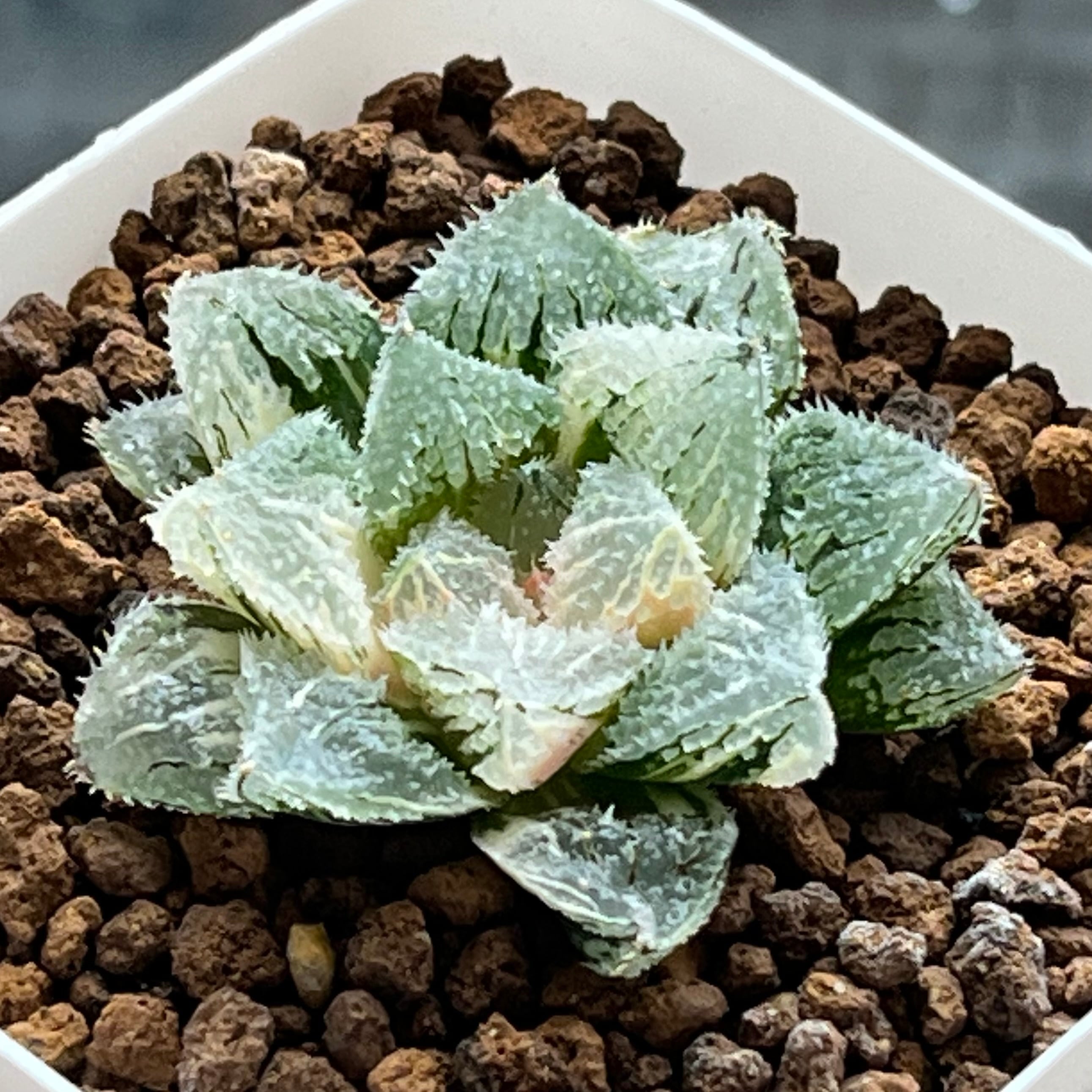 ハオルチア ピグマエアミュータント 特異株 | mocono_plants