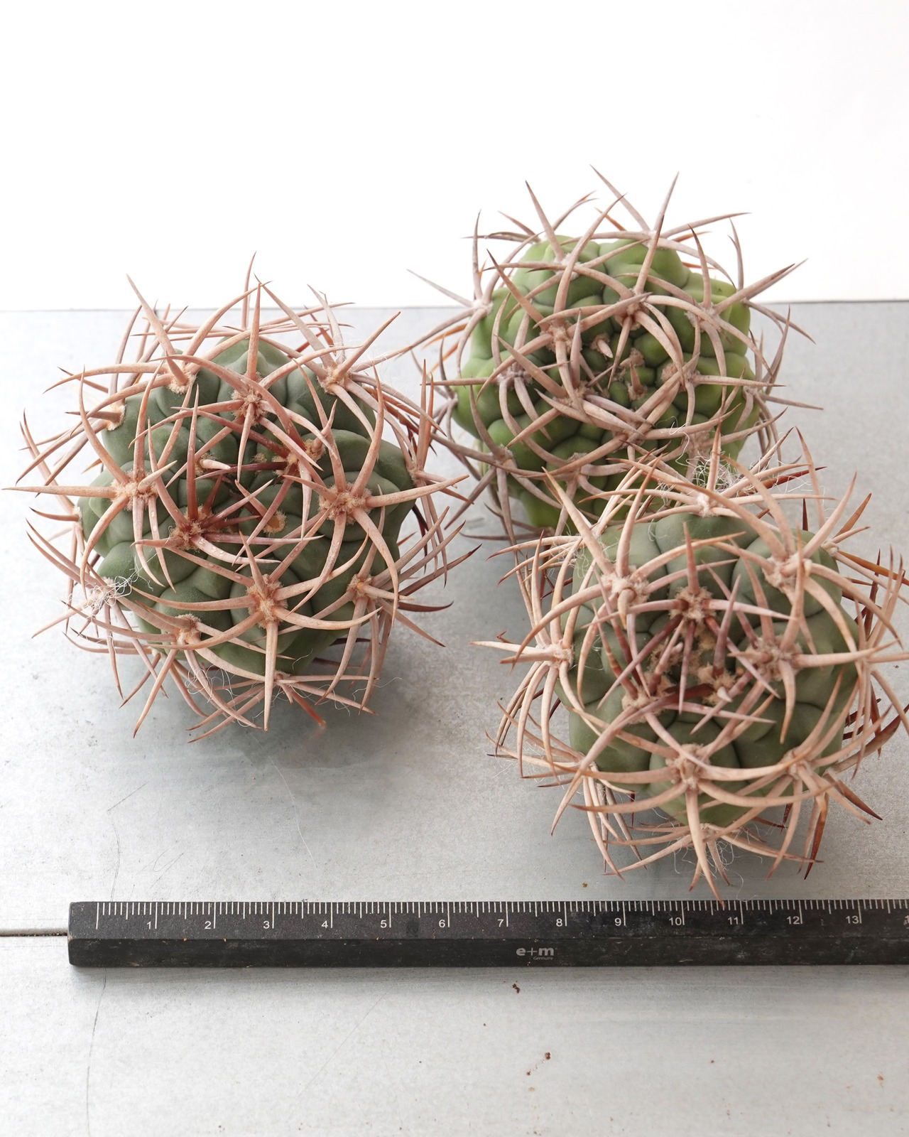 一部発根済カット苗 アンバトエンセ （フェロシオール） L Gymnocalycium ambatoense