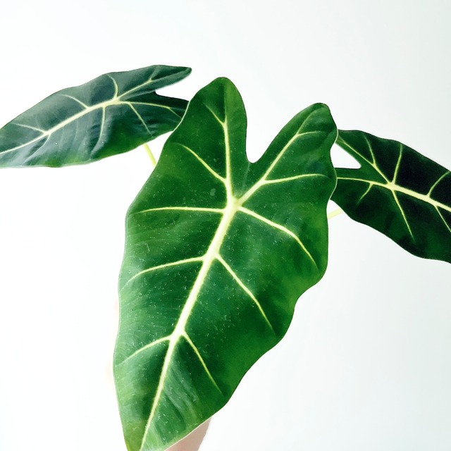 やさしさを纏う アロカシア・グリーンベルベット｜希少種 観葉植物 calm cafe