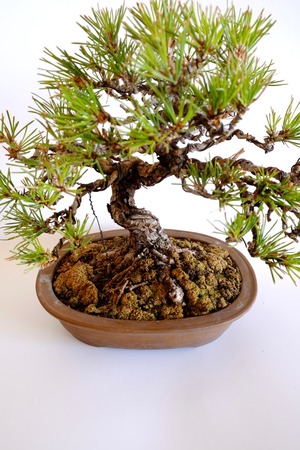 4. 黒松 Kuromatsu (Black pine)