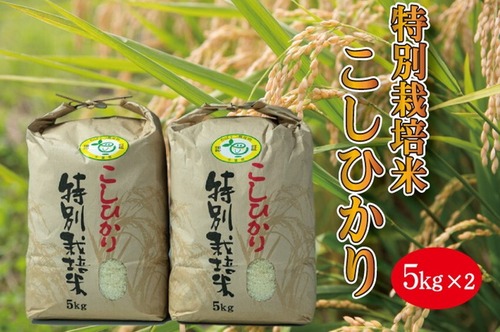 特別栽培米コシヒカリ（千葉県産）５ｋｇ×２
