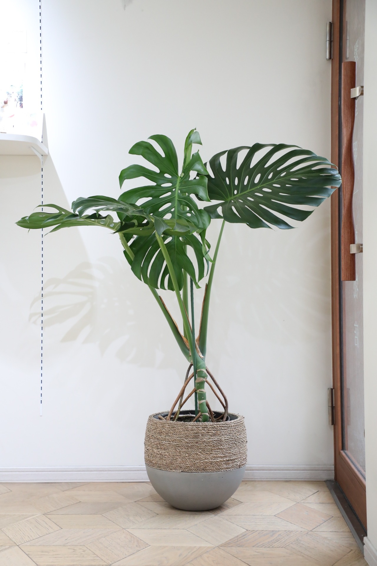 【渋谷区周辺エリア配送無料】【L/120cm】モンステラ デリシオーサ　※陶器鉢カバー別売