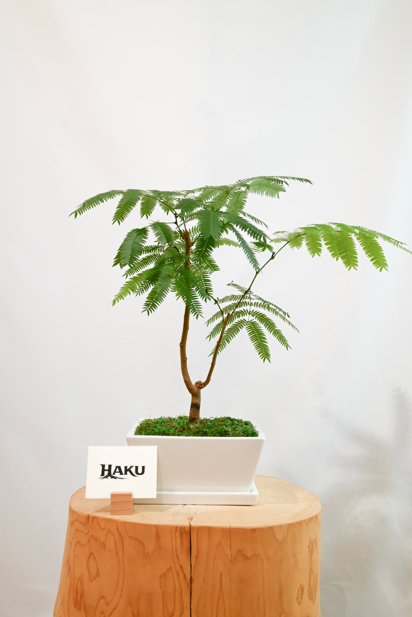 エバーフレッシュ エバーフレッシュ | HAKU