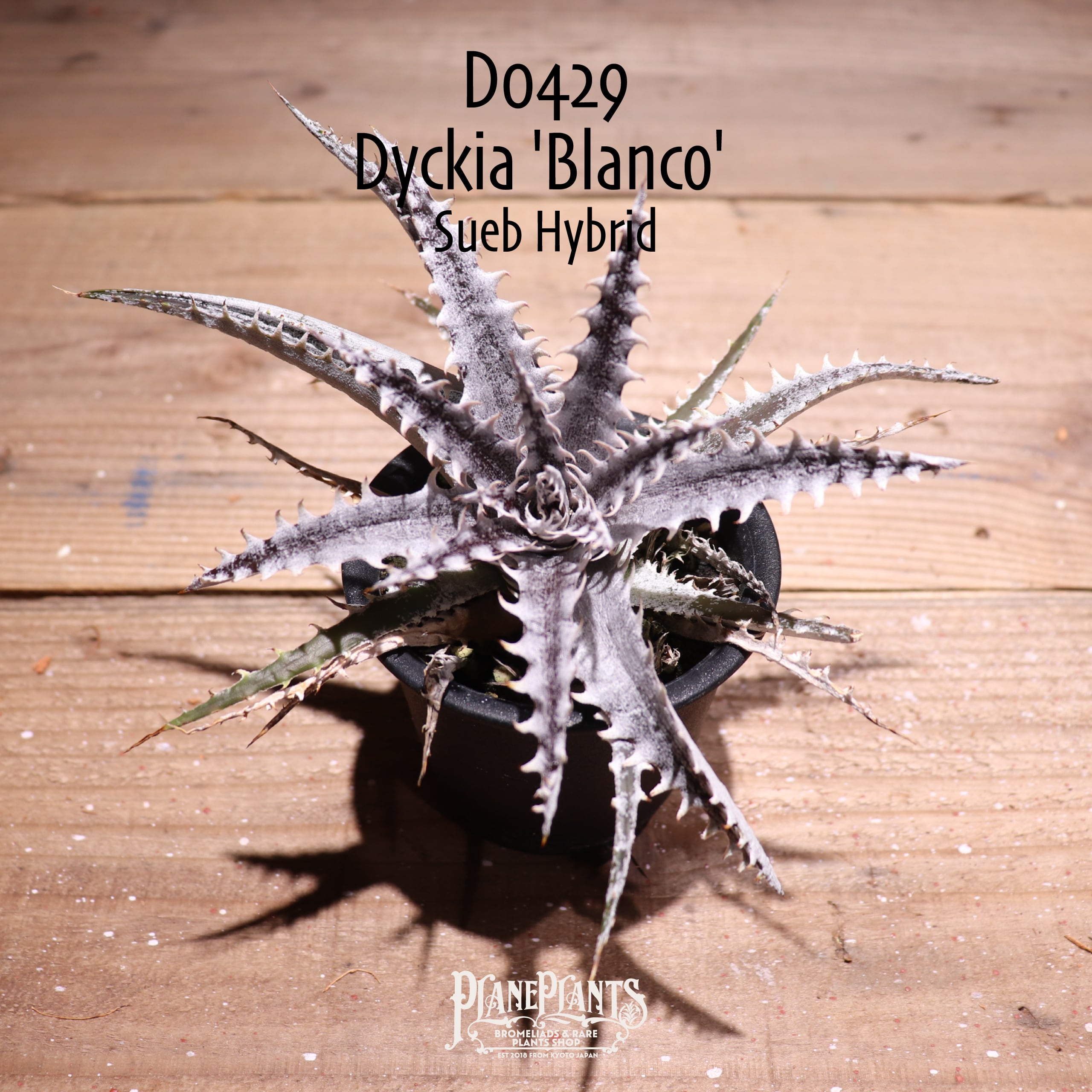 【抜き苗送料無料】'Blanco'〔ディッキア〕現品発送D0429