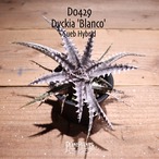 【抜き苗送料無料】'Blanco'〔ディッキア〕現品発送D0429