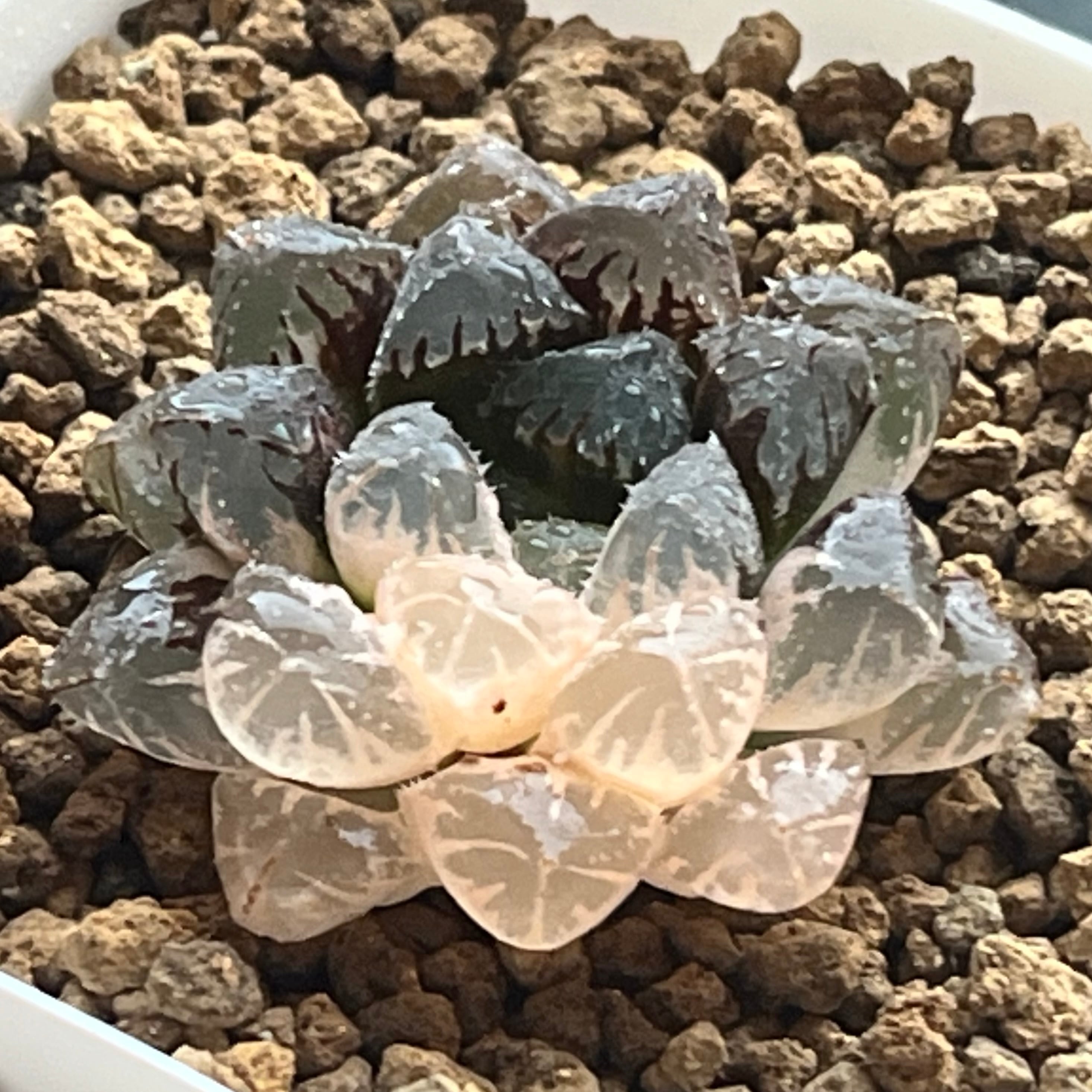 ハオルチア 瑠璃水晶コンプト錦 | mocono_plants