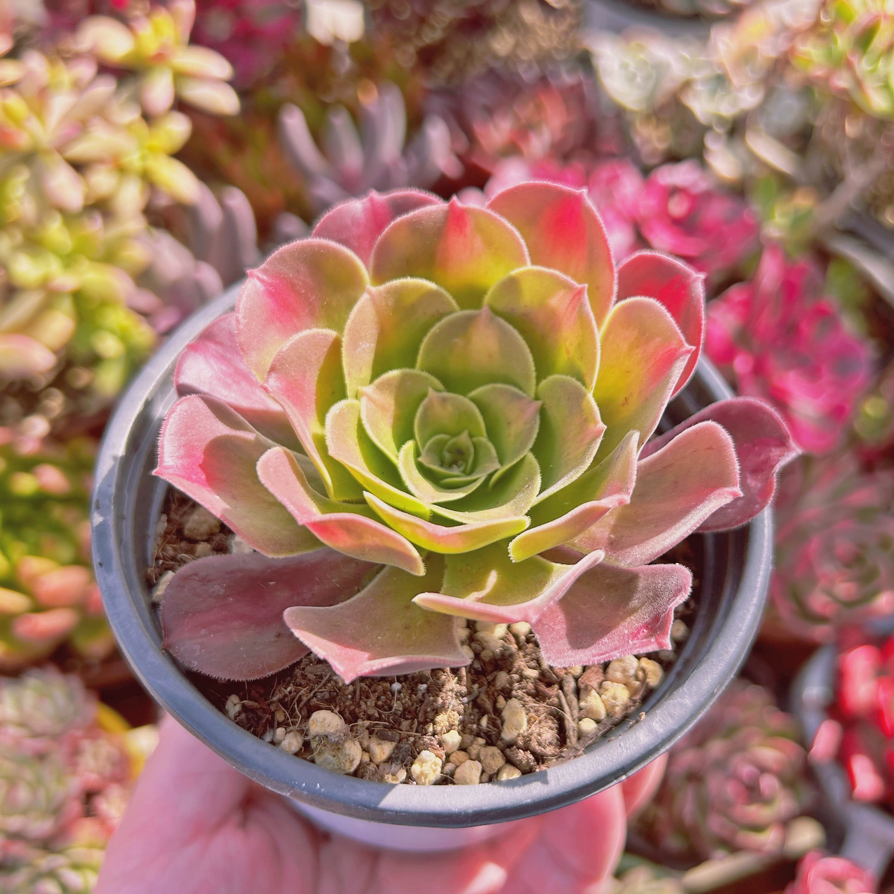 現物 多肉植物 新品種 Aeonium アシーナ錦 抜き苗 | るる農園~多肉植物専門