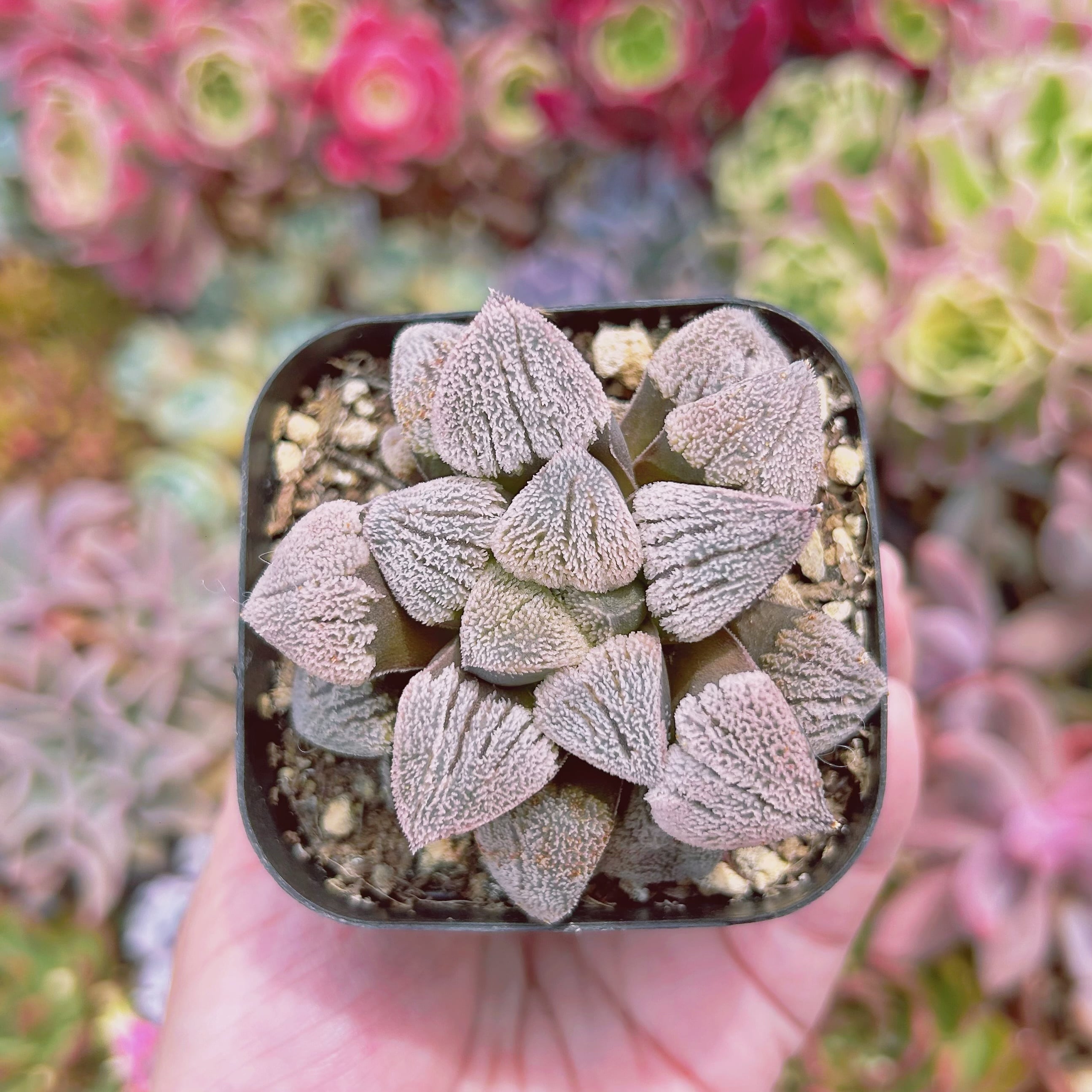 #1145現物　多肉植物　雪の里　抜き苗