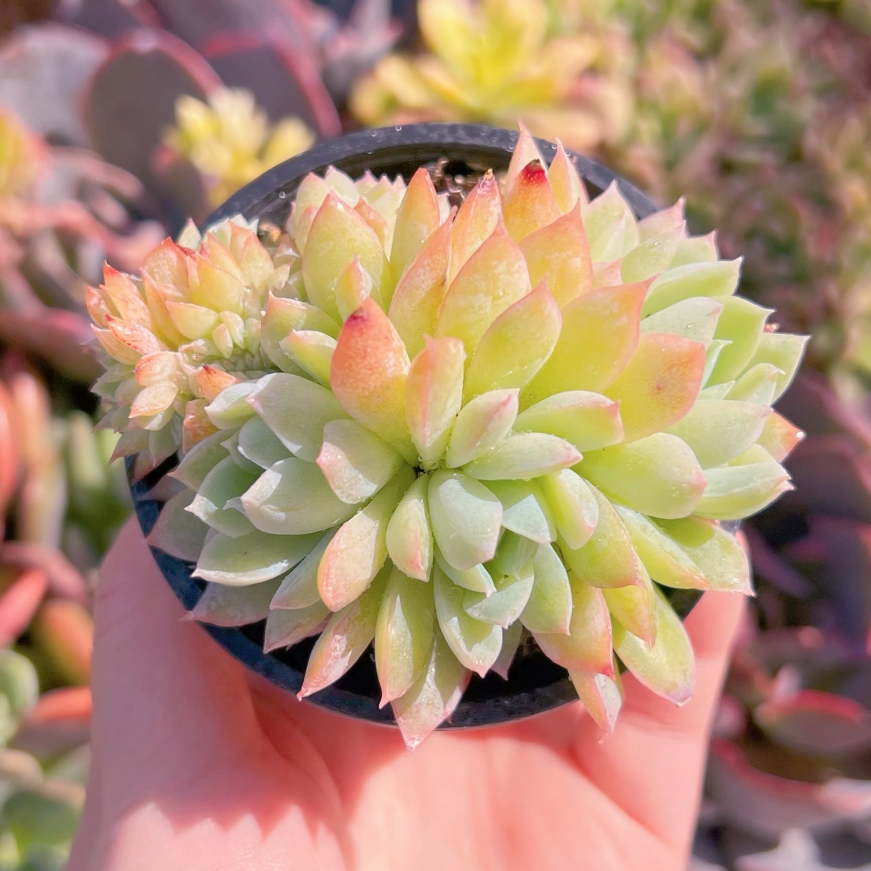 現品　桜雨#K113   群生　古株　るる農園