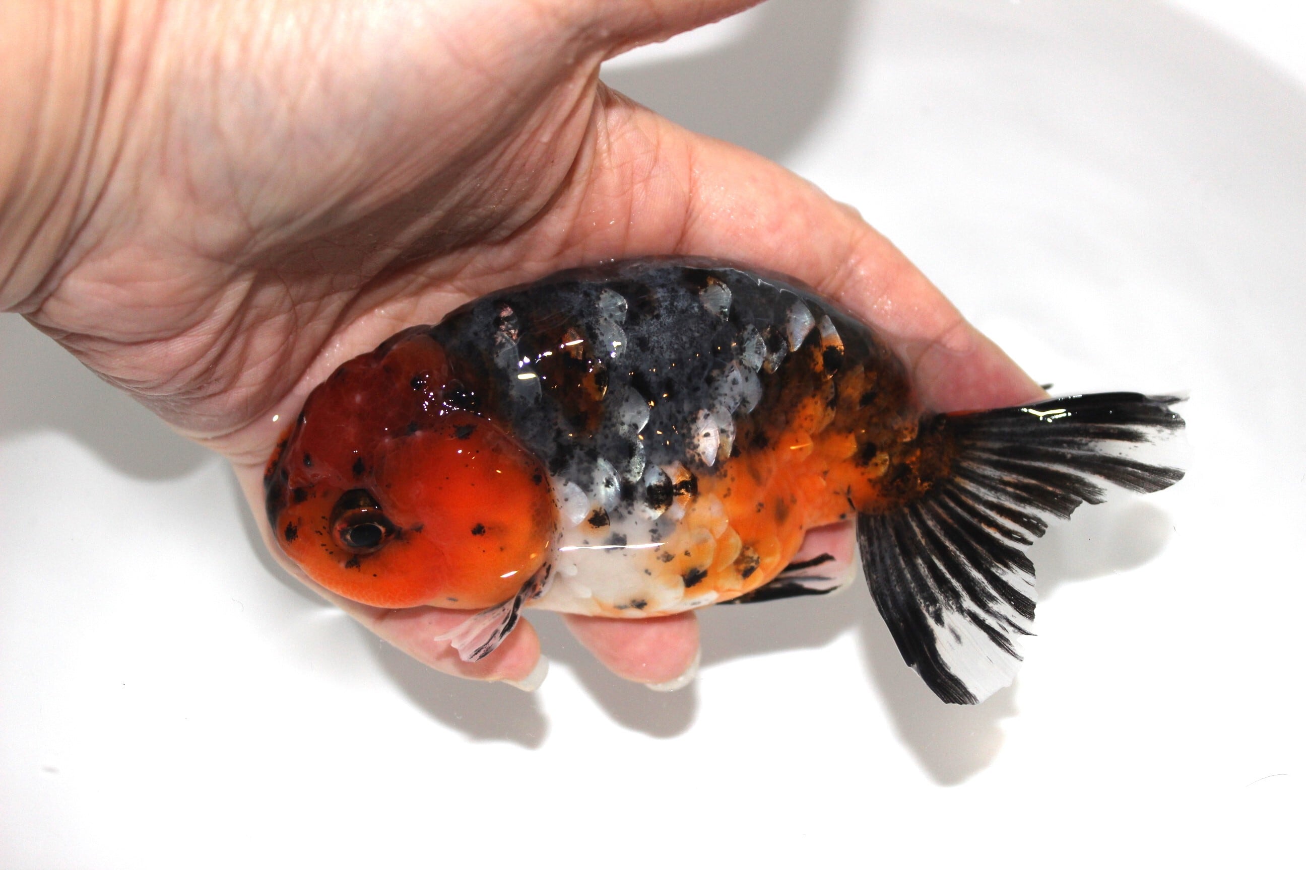 優良系統 らんちゅう 極太体型 らんちゅう体型 | 金魚専門店 和の美
