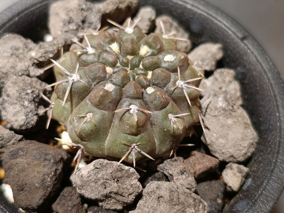 2025/7開花確認、ピンクでした。) Lophophora williamsii ロフォフォラ
