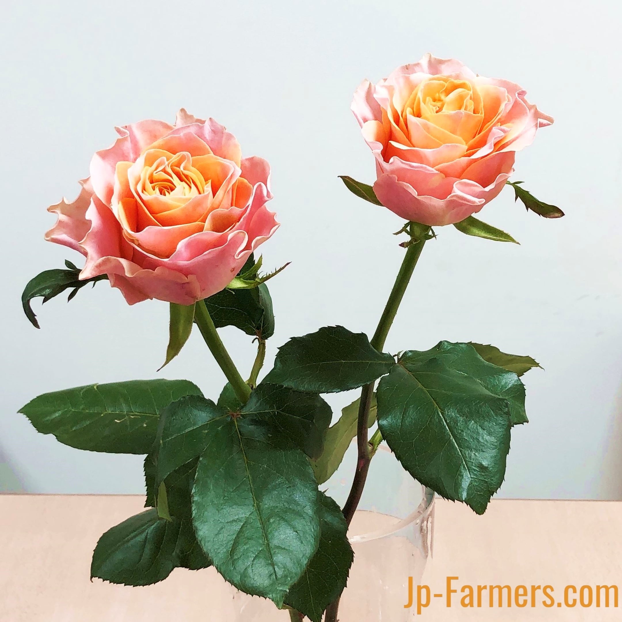 神田ばら園 10本 ☆バラ品種名： カルピデューム | 新鮮お花問屋 Jp