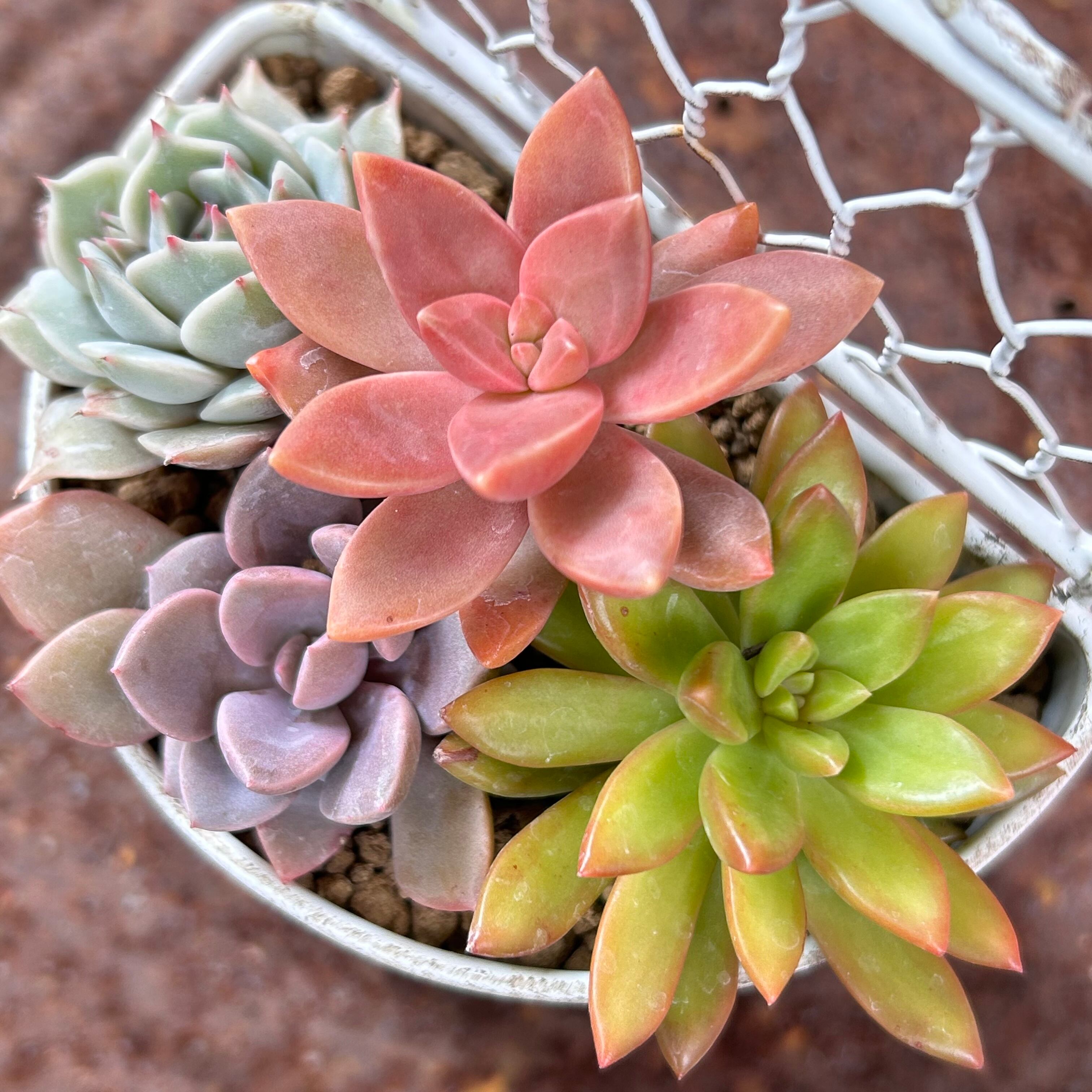 ☆多肉植物　寄せ植え〜フック付きブリキ缶寄せ植え　セット〜★ ☆多肉植物 寄せ植え〜フック付きブリキ缶寄せ植え セット〜☆
