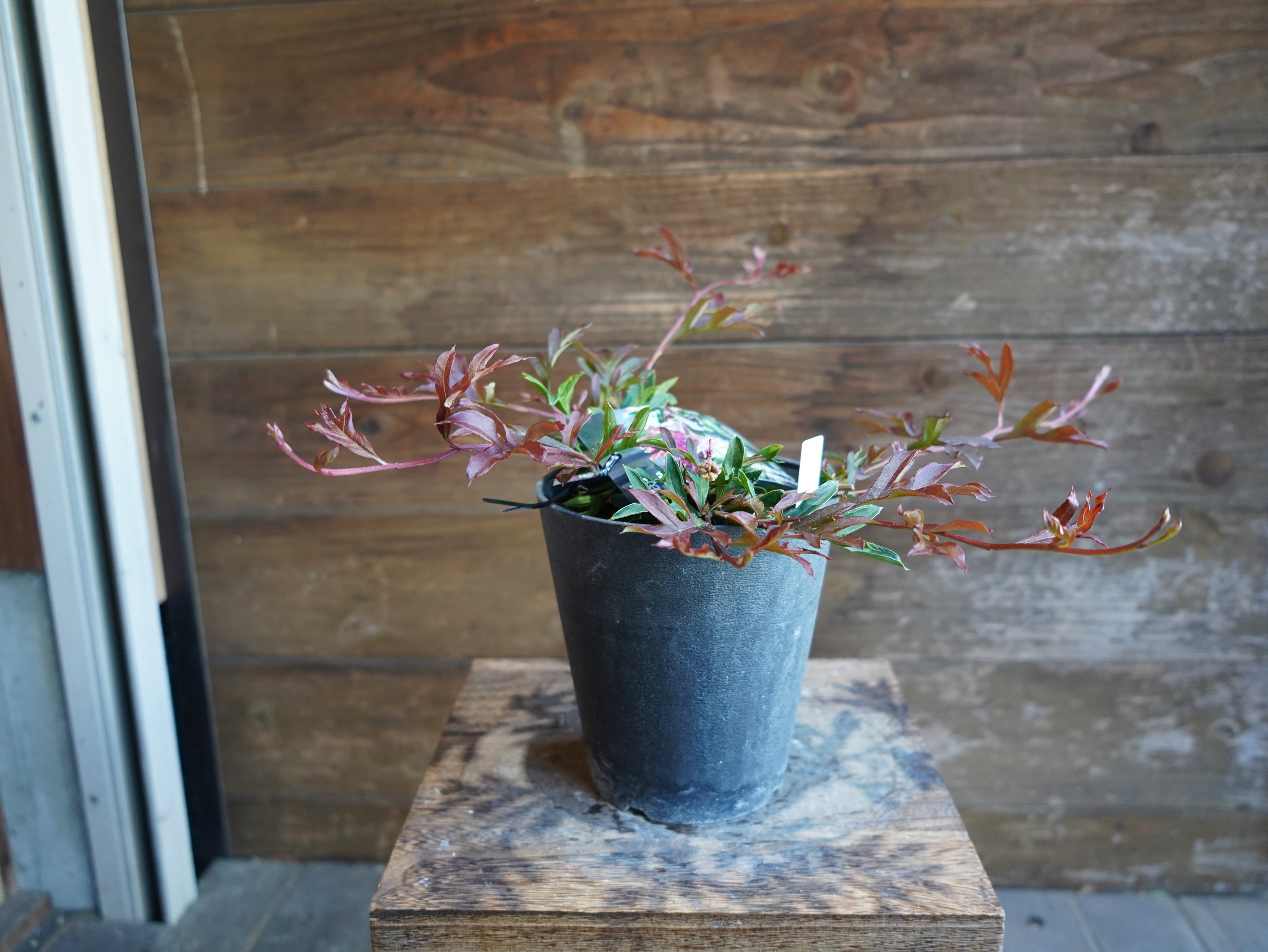 【現物】グレビレア　"ガウディチャウディ"　C