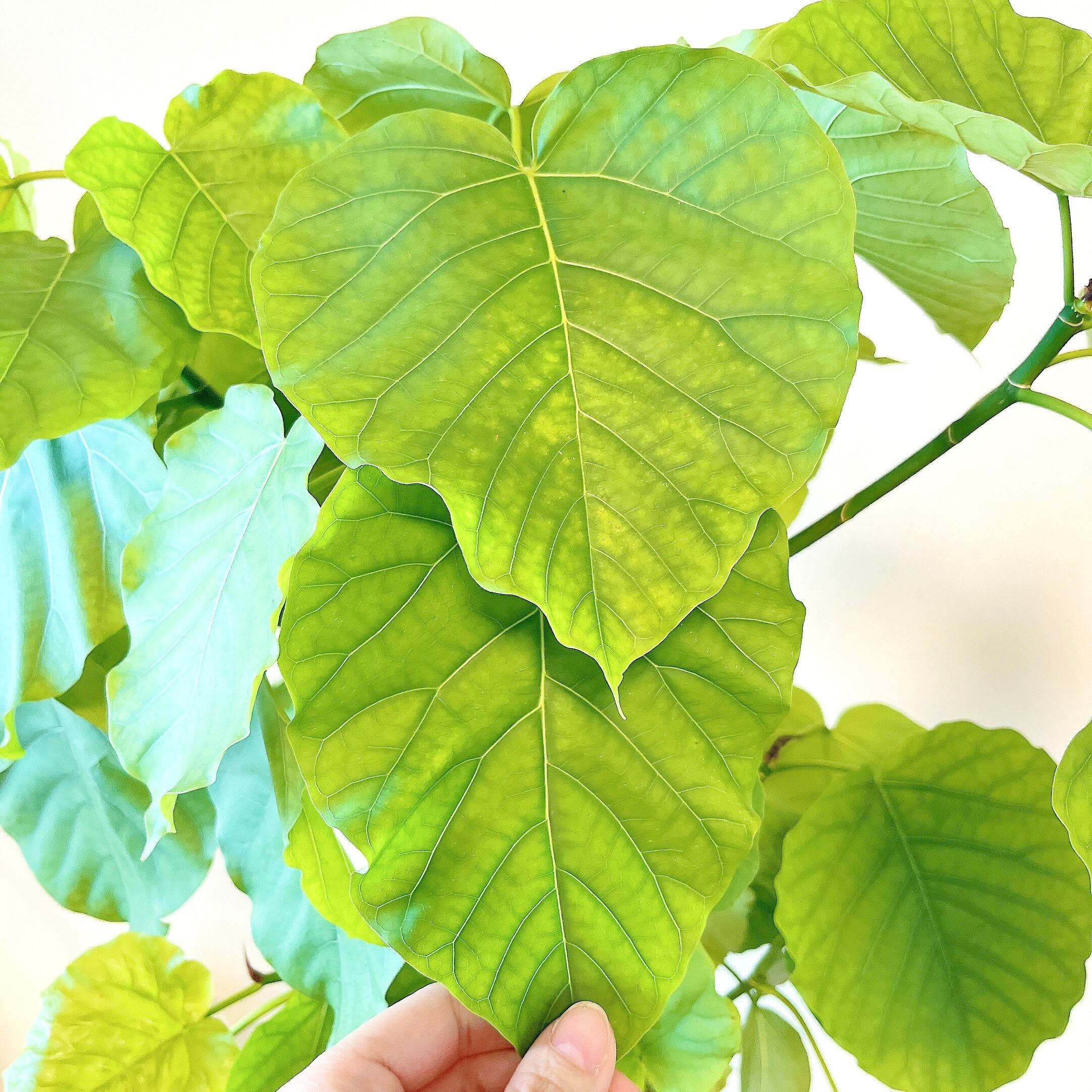 極上・現品】フィカス ウンベラータ 10号鉢 170cm ｜ 贅沢な5株植え