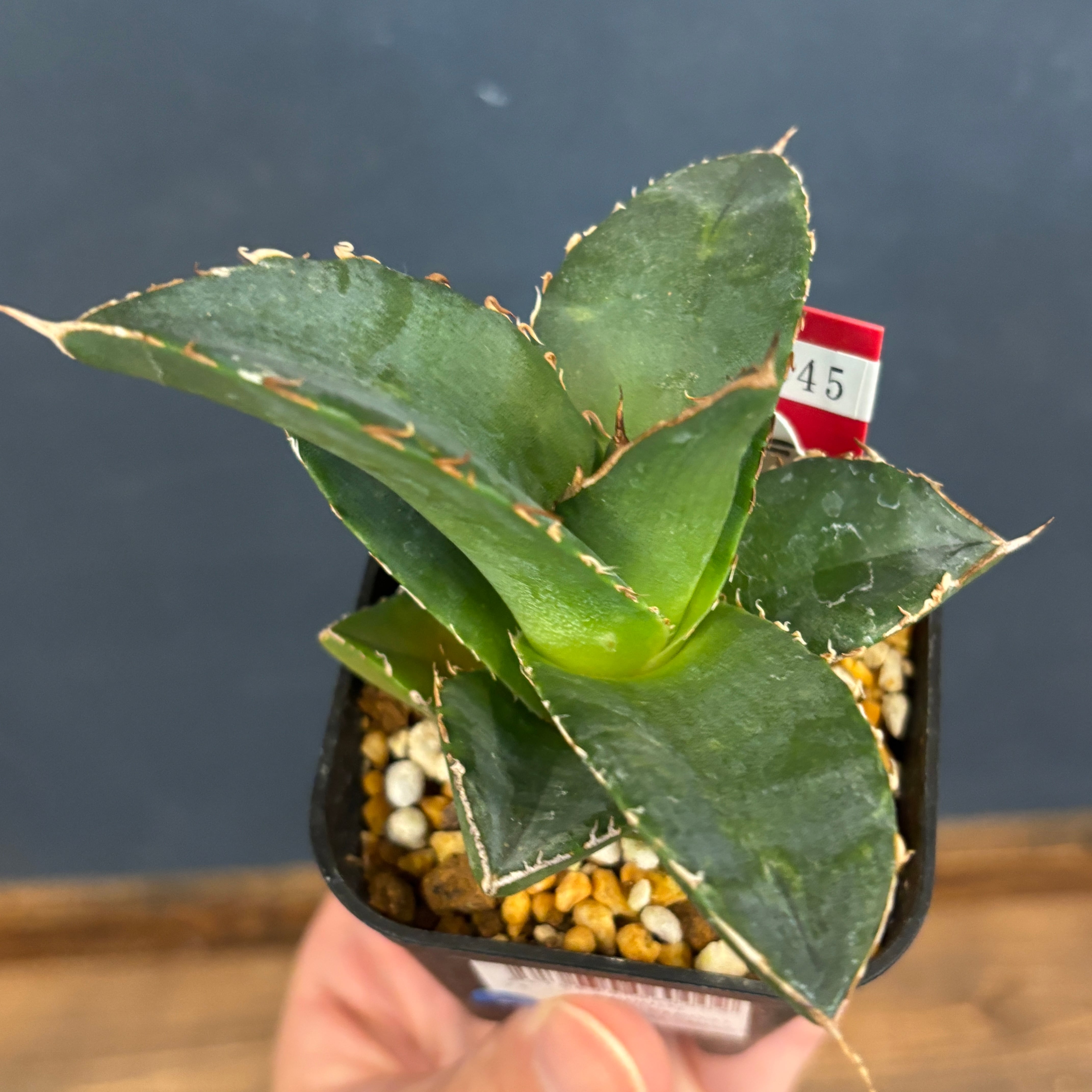 アガベ　チタノタ　将来有望株 アガベ チタノタ 将来有望株