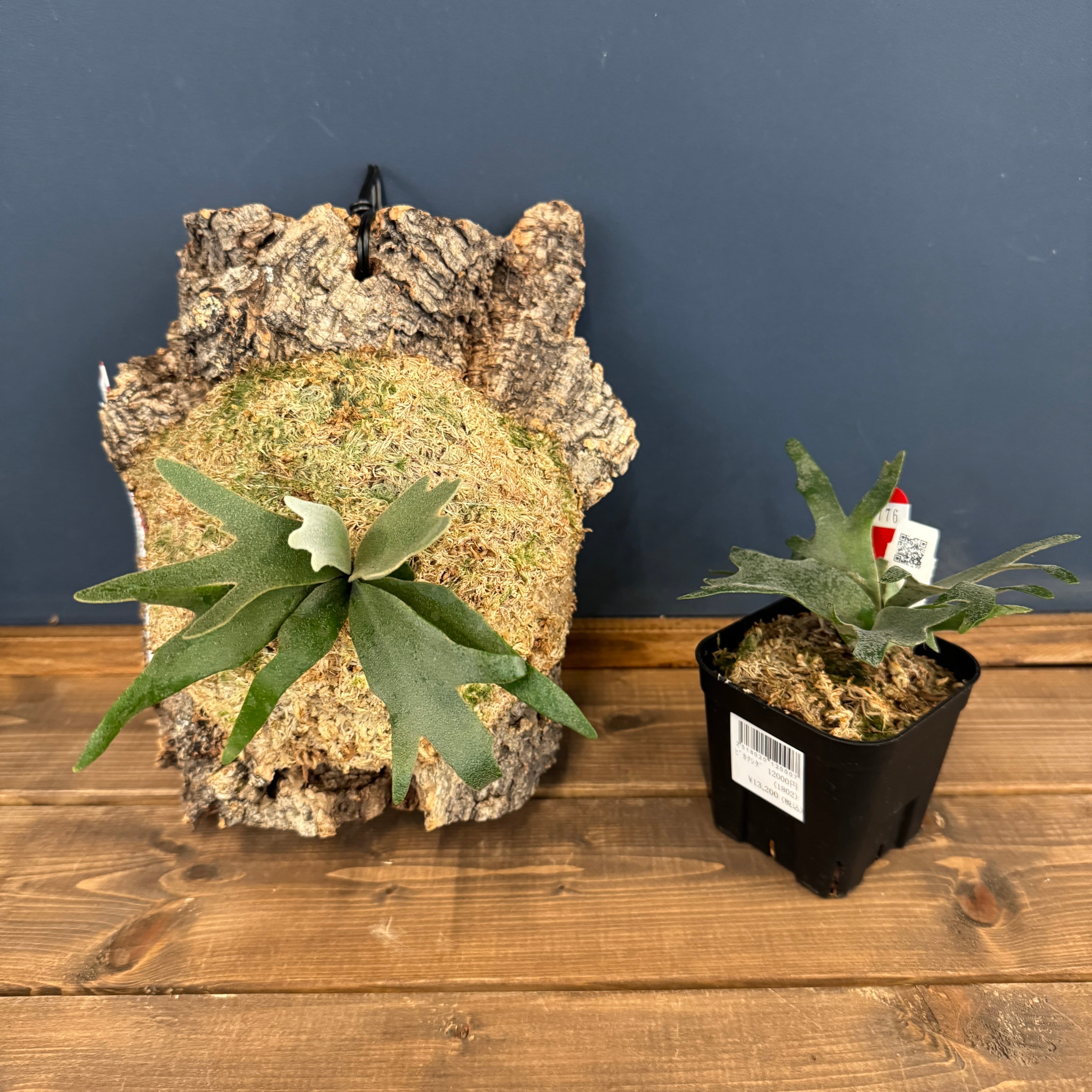 ビカクシダ | PROTOLEAF プロトリーフ