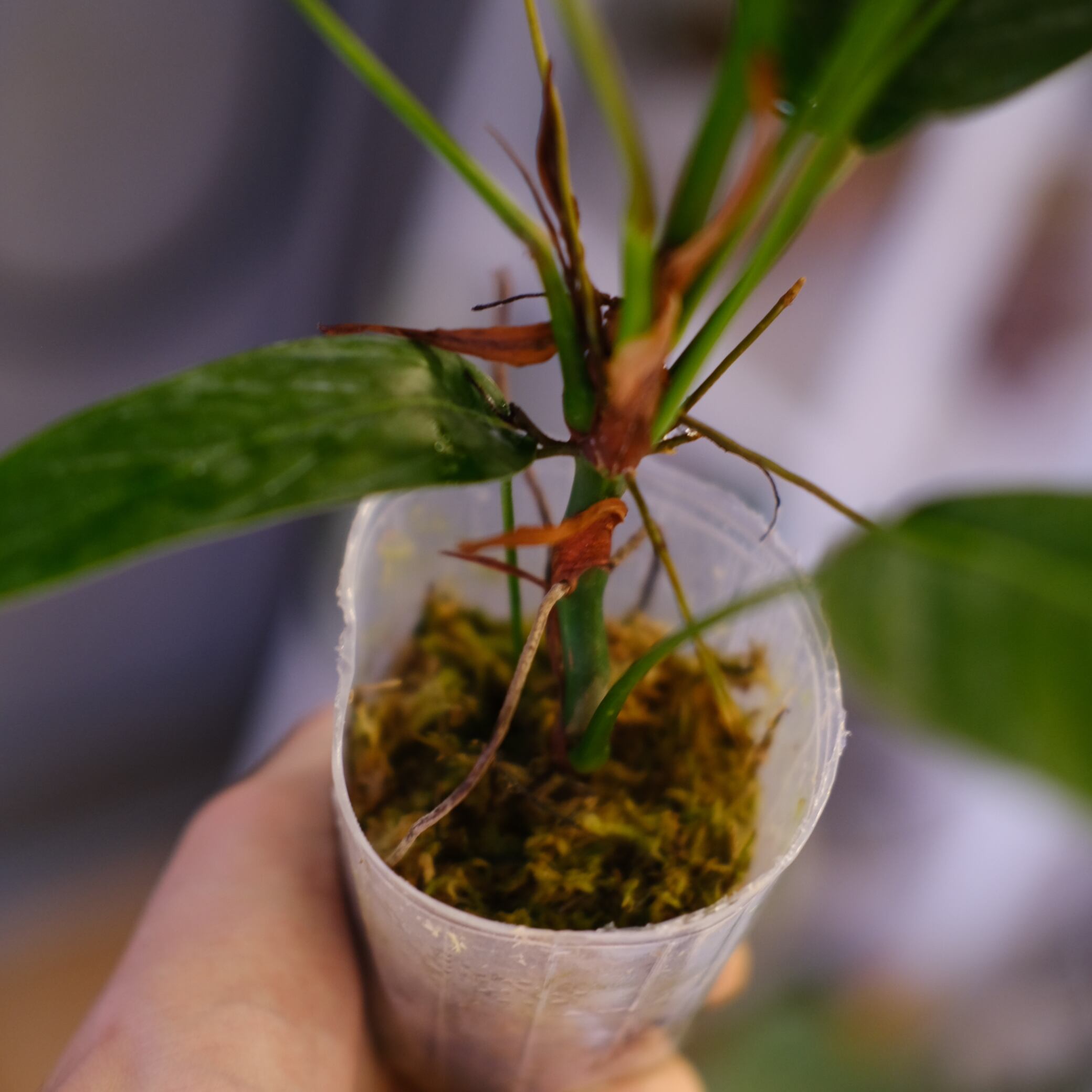 Philodendron heterocraspedon｜フィロデンドロン・ヘテロクラペドン②