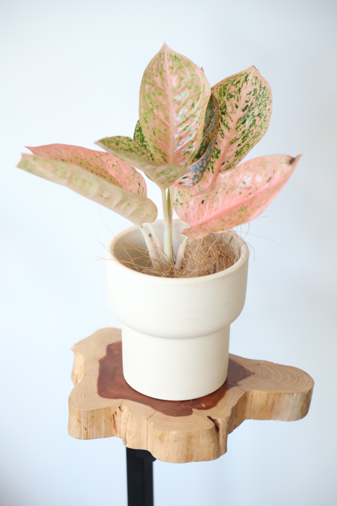 【希少】【S】アグラオネマ スターダストオレンジ/Aglaonema Stardust Orange ※陶器鉢カバー付き