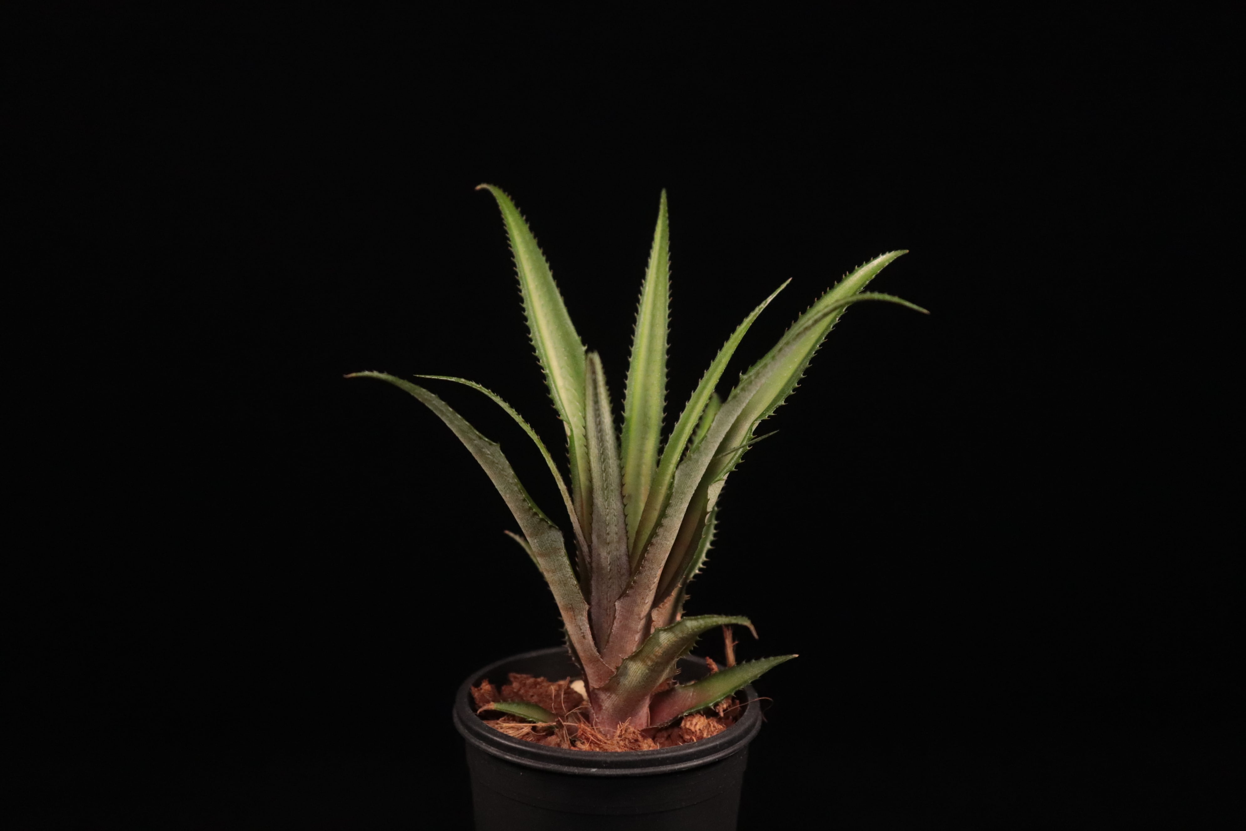 送料無料】Cryptanthus colnagoi〔クリプタンサス〕現品発送CR011