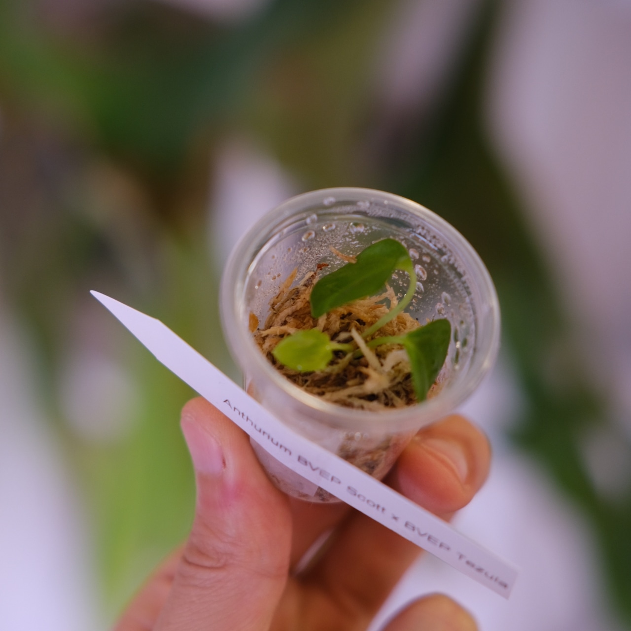 Anthurium BVEP Scott × BVEP Tezula｜実生・アンスリウム｜観葉植物