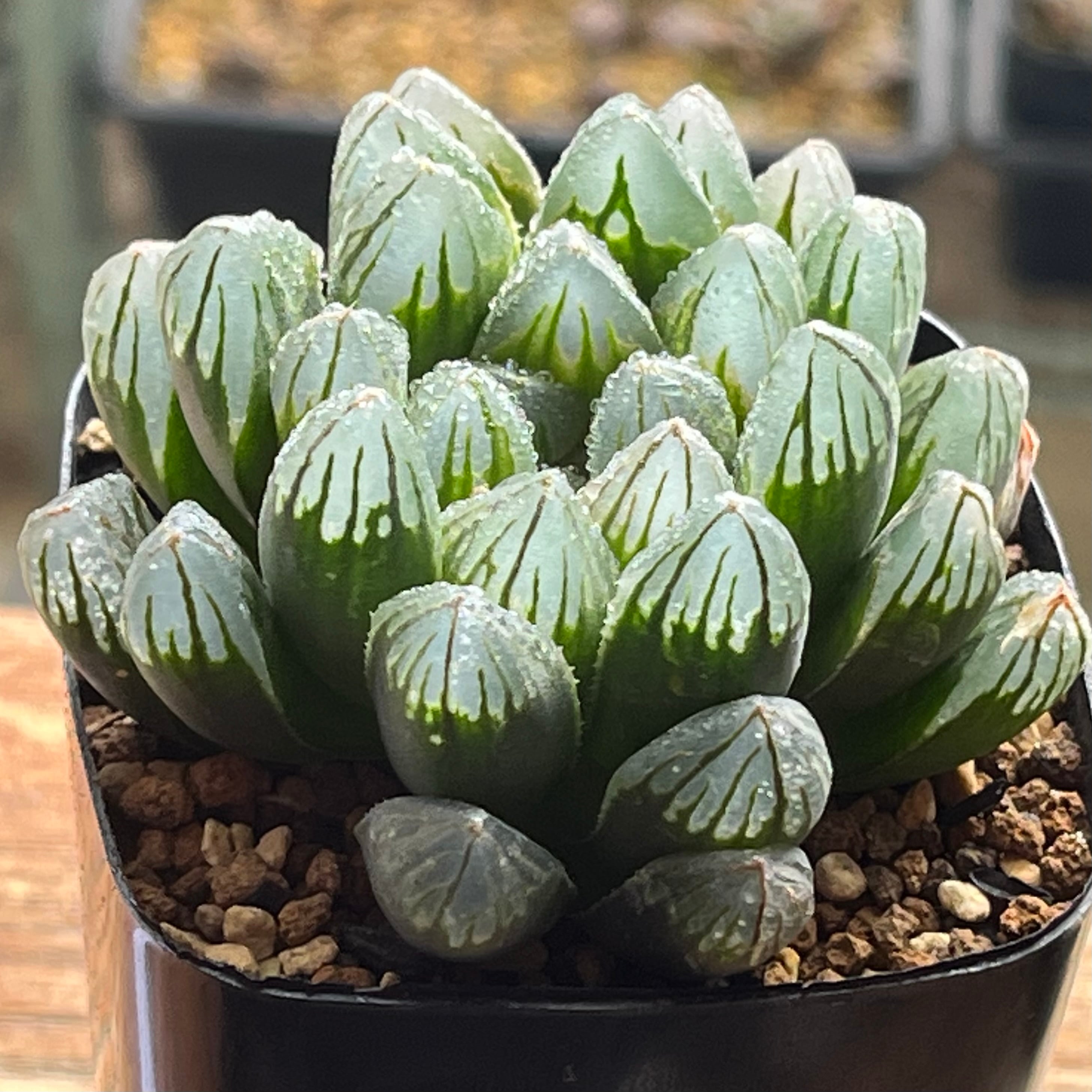 オブツーサ系 | mocono_plants